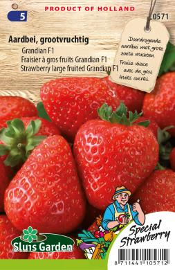 Strawberry Grandian F1 (Fragaria) 22 seeds SL